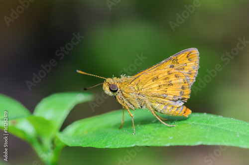 Narrow-branded Palm Dart or Telicota ohara, beautiful butterfly on Leaves with green background.