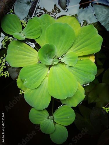 Closeup duckweed water plant, floating water lettuce  © sirirak