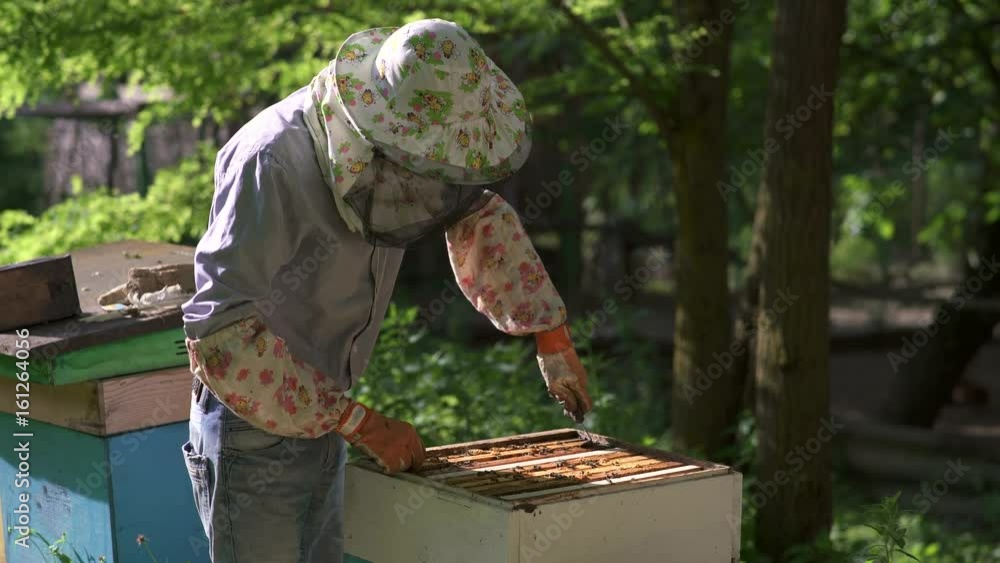 The beekeeper gently pulls out the honeycomb from the hive and looks at it. The beekeeper gently pulls out the honeycomb from the hive and looks at it.