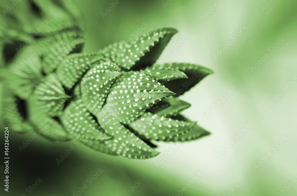Ornamental green cactus close up on a blurred background Ornamental green cactus close up on a blurred background