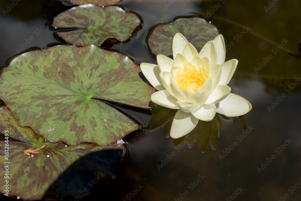 Yellow water lily in garden pond Yellow water lily in garden pond