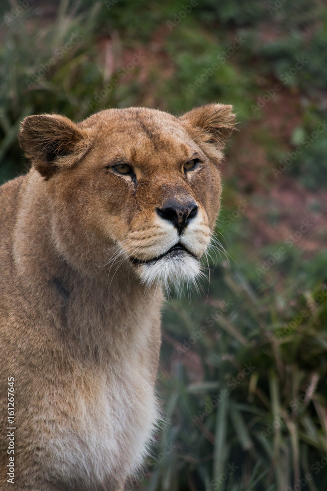 Fototapeta premium I see you!