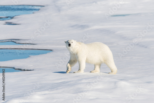 Polar bear on the pack ice