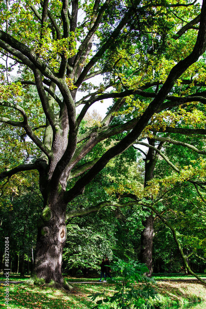 Fototapeta premium big tree magnifi