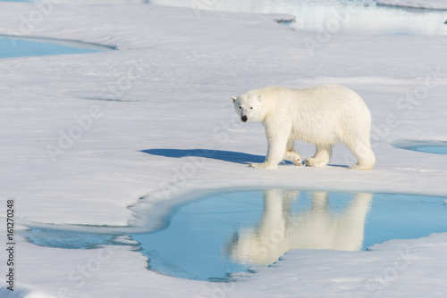 Polar bear on the pack ice