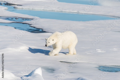 Polar bear on the pack ice