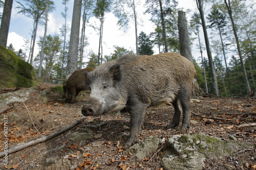 Cinghiale in primo piano 