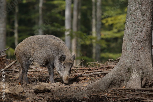 Cinghiale in primo piano 