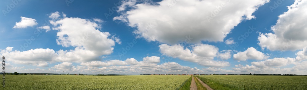 Green field and clear cloudy sky panorama Green field and clear cloudy sky panorama