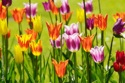 Tulips growing in the flowerbed.