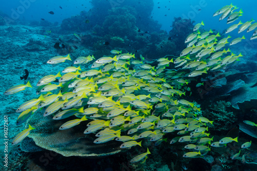Schwarm von Blaustreifen-Schnapper über Korallenriff photo