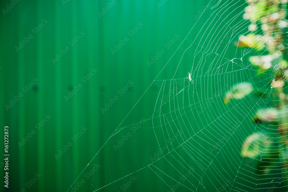 spider web or cobweb with water drops after rain spider web or cobweb with water drops after rain
