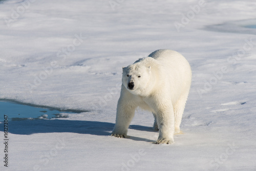 Polar bear on the pack ice