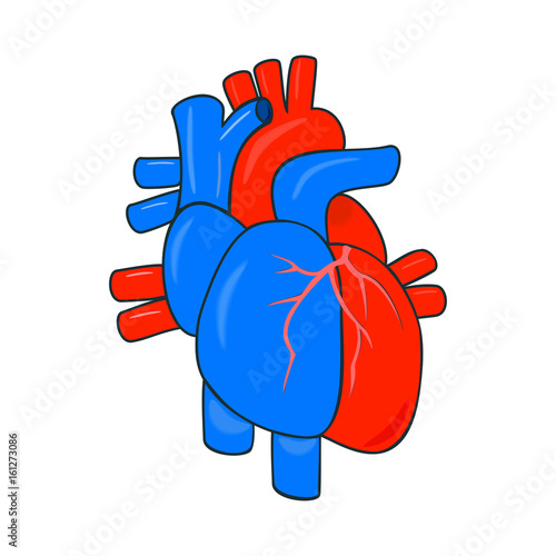 Human heart and trunk vessels in a conditional simplified anatomy