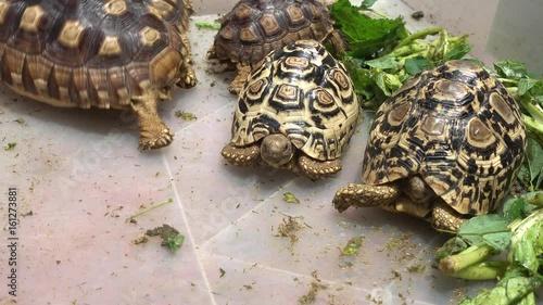 4K African spurred sulcata	 photo