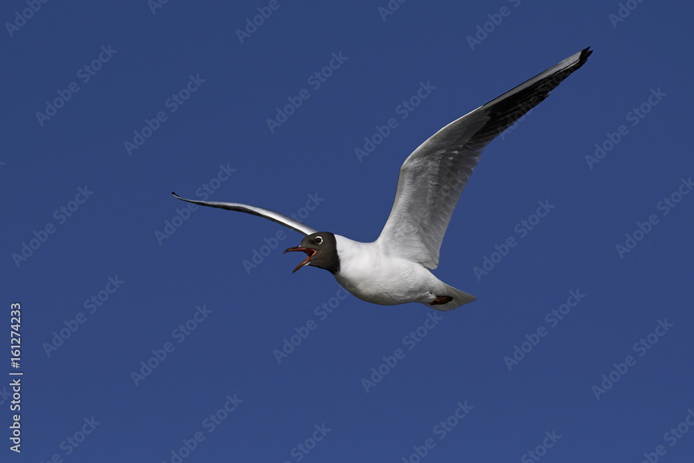 Obraz premium Black-headed gull (Chroicocephalus ridibundus)