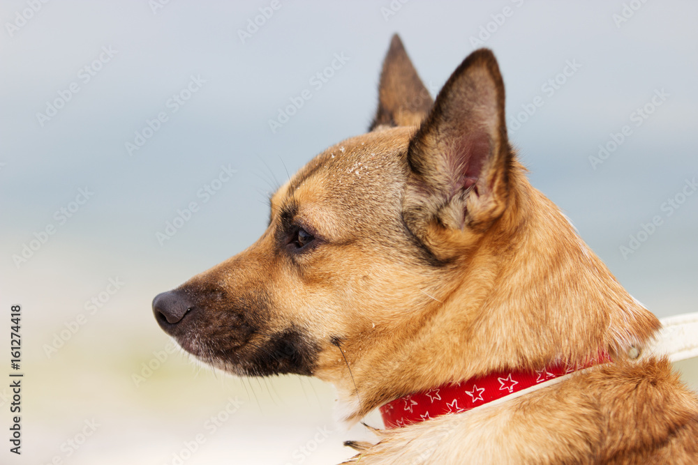 Portrait of a dog on the background of the sea Portrait of a dog on the background of the sea