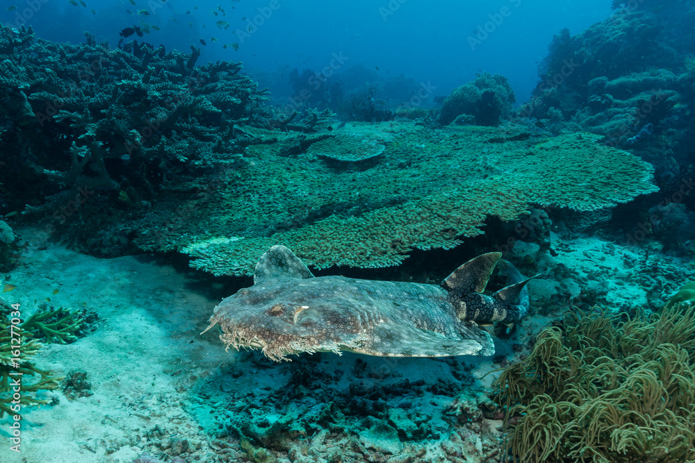 Schwimmender Wobbegong Schwimmender Wobbegong