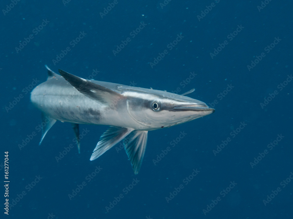 Fototapeta premium fish