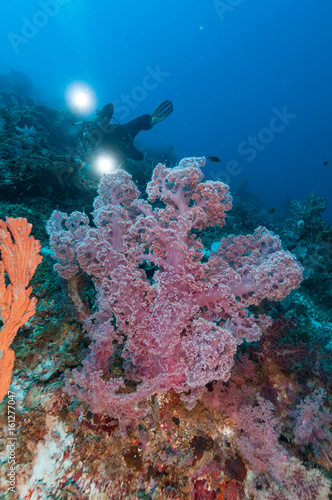 Diver with lamps