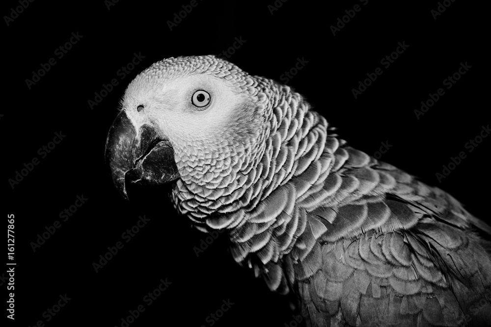 Obraz premium African grey parrot
