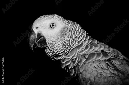 Obraz African grey parrot