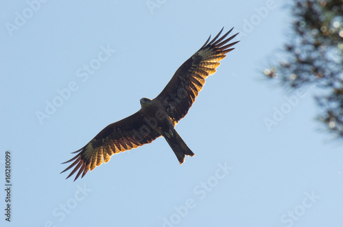 Black kite  spread wings flying in the blue sky above the pine trees top branches