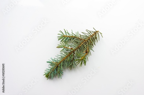 Branch of Christmas tree on...