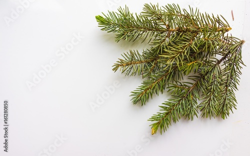 Branch of Christmas tree on...