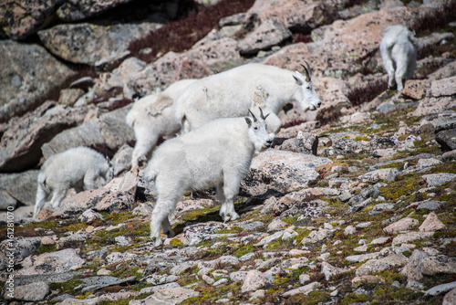 Herd of wild white mountain goats in Rocky Mountains of Colorado