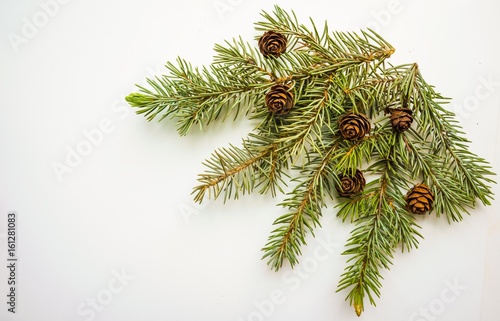 Branch of Christmas tree an...