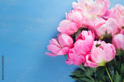 Fresh peony pink flowers bouquet on blue background with copy space