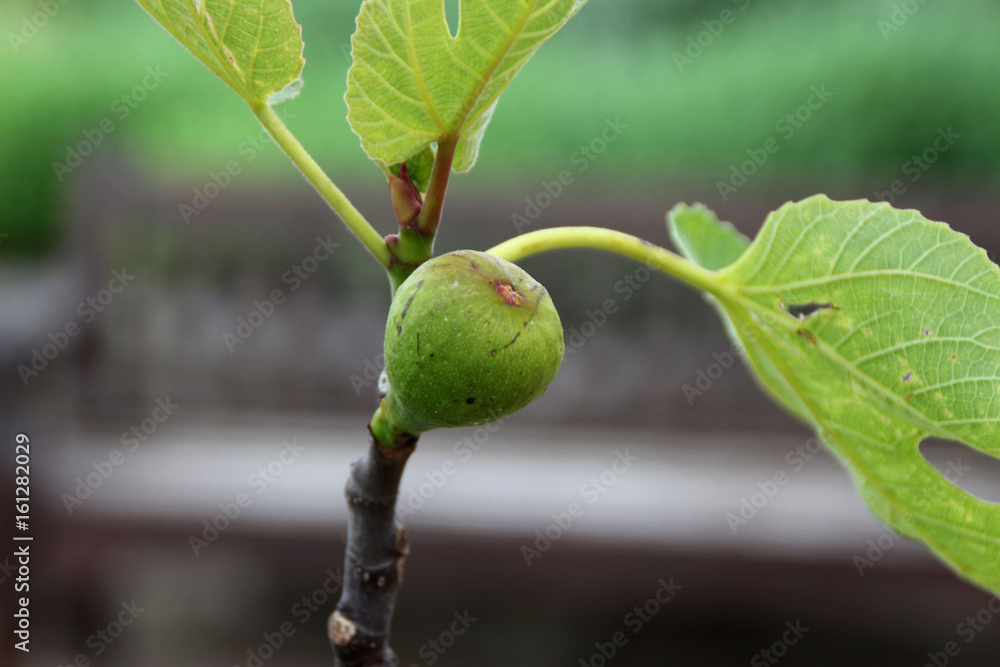 Eine Feige an einem Zweig