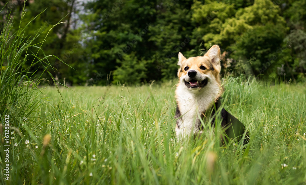 Happy and active purebred Welsh Corgi dog outdoors in the grass on a sunny summer day. Happy and active purebred Welsh Corgi dog outdoors in the grass on a sunny summer day.