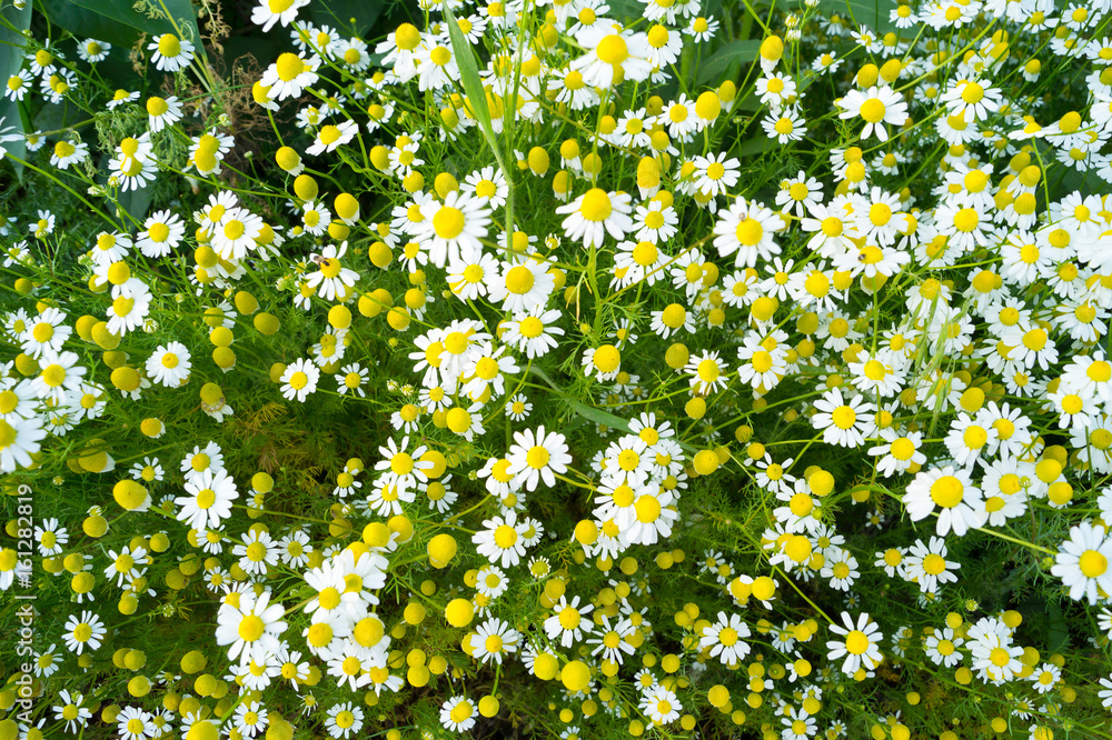 Fotografie Daisies bloom in the garden