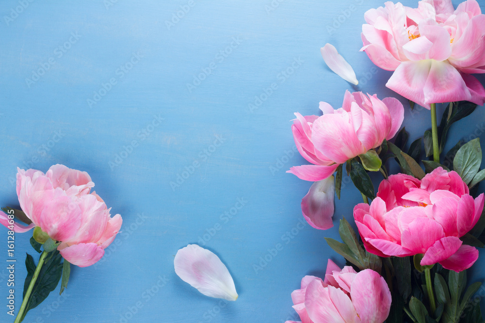 Fresh peony pink flowers on blue background with copy space