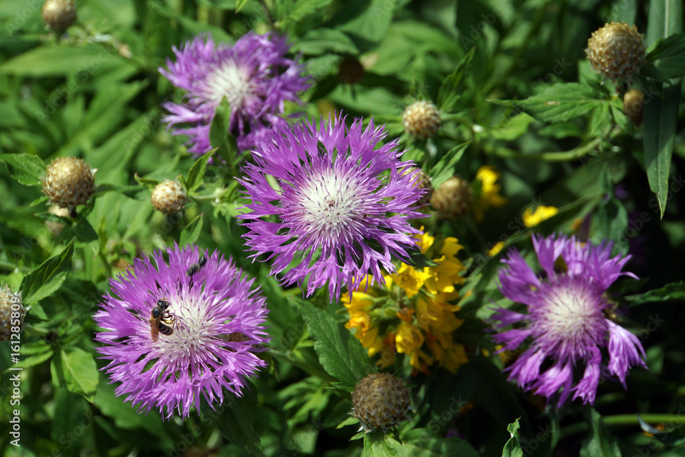 Wiesen-Flockenblume Wiesen-Flockenblume