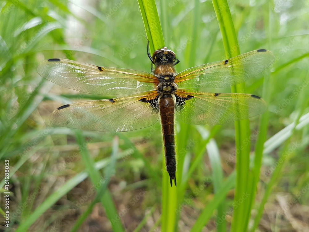 Large dragonfly sits on a green blade of grass Large dragonfly sits on a green blade of grass