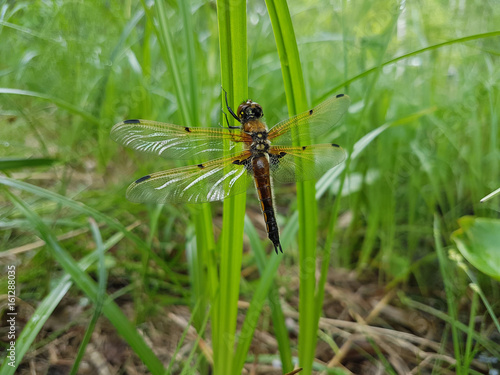 Large dragonfly sits on a green blade of grass