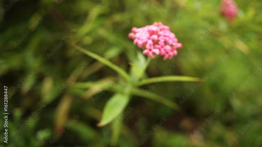 Natural background with fresh green leaves and pink flowers. Lumpini park, Bangkok, Thailand. Natural background with fresh green leaves and pink flowers. Lumpini park, Bangkok, Thailand.