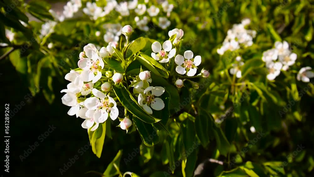 Beautiful blossoming apple tree on wind spring in the garden. Static camera. Beautiful blossoming apple tree on wind spring in the garden. Static camera.