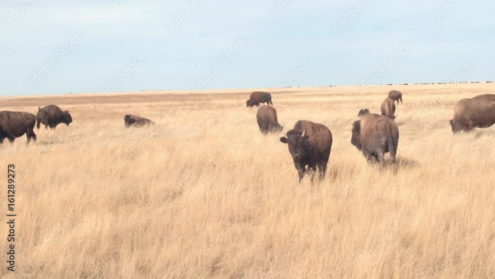 CLOSE UP: Herd of big buffalos pasturing on a dry grassland prairie on sunny day in hot summer. Bison bulls grazing on dry arid grass at Badlands National Park during drought CLOSE UP: Herd of big buffalos pasturing on a dry grassland prairie on sunny day in hot summer. Bison bulls grazing on dry arid grass at Badlands National Park during drought