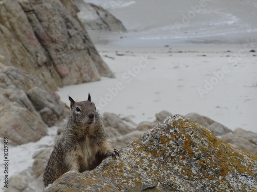 Squirrel on a Californian beach