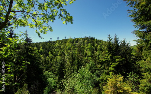 Wierzchołki zielonych drzew - krajobraz wzgórz w polskim lesie