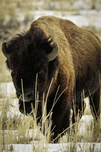 Bison standing in snowy flat