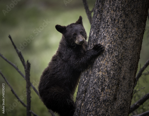 Black bear cub climbing tree in forest