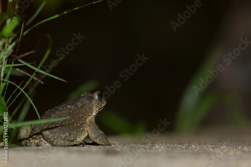 Frog with illumination at night