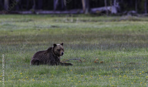 Grizzly Bear Sow and Cub at Norris Meadow in Yellowstone National Park