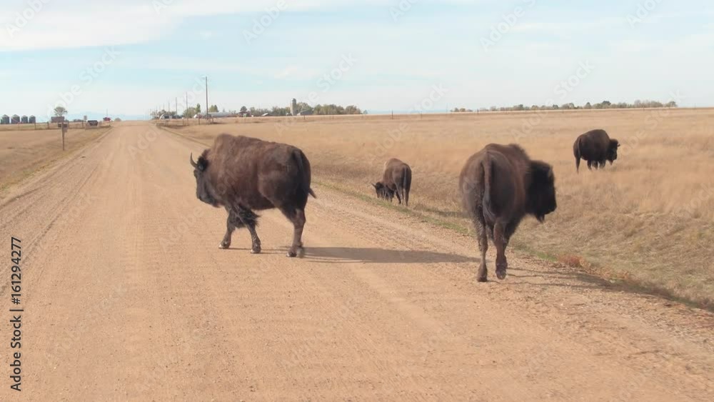 CLOSE UP: Herd of big buffalos pasturing on a dry grassland prairie on sunny day in hot summer. Bison bulls grazing on dry arid grass at Badlands National Park during drought CLOSE UP: Herd of big buffalos pasturing on a dry grassland prairie on sunny day in hot summer. Bison bulls grazing on dry arid grass at Badlands National Park during drought