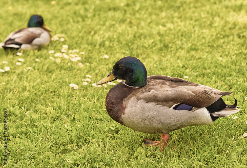 Two Ducks in a Field. Two Ducks in a Field.